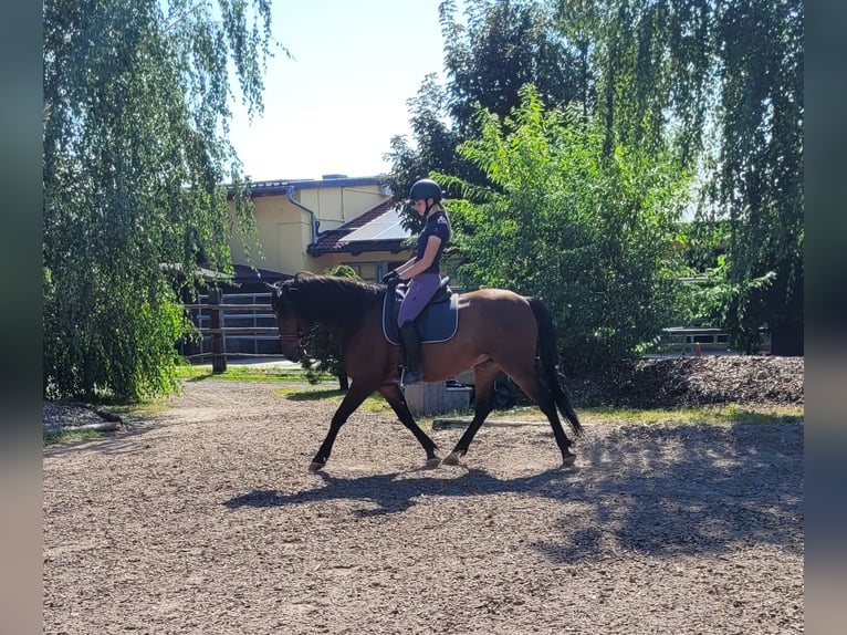 Andalou Croisé Hongre 7 Ans 155 cm Bai in Karlshuld