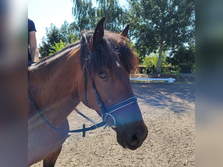 Andalou Croisé Hongre 7 Ans 155 cm Bai in Karlshuld