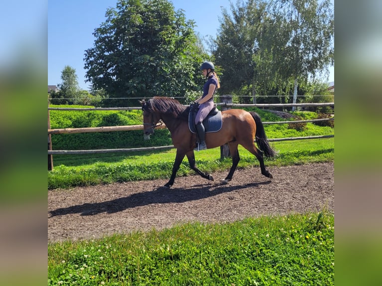 Andalou Croisé Hongre 7 Ans 155 cm Bai in Karlshuld