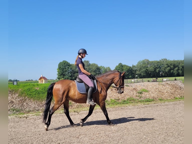 Andalou Croisé Hongre 7 Ans 155 cm Bai in Karlshuld