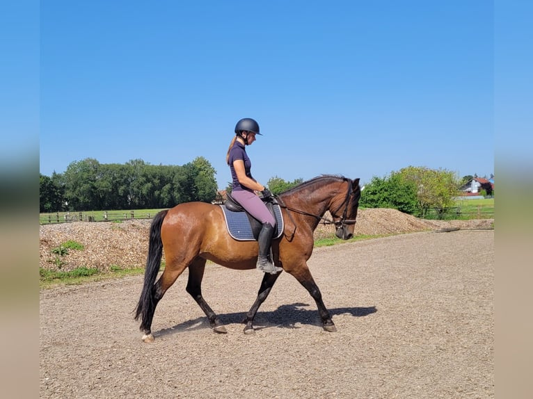 Andalou Croisé Hongre 7 Ans 155 cm Bai in Karlshuld