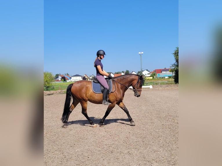 Andalou Croisé Hongre 7 Ans 155 cm Bai in Karlshuld