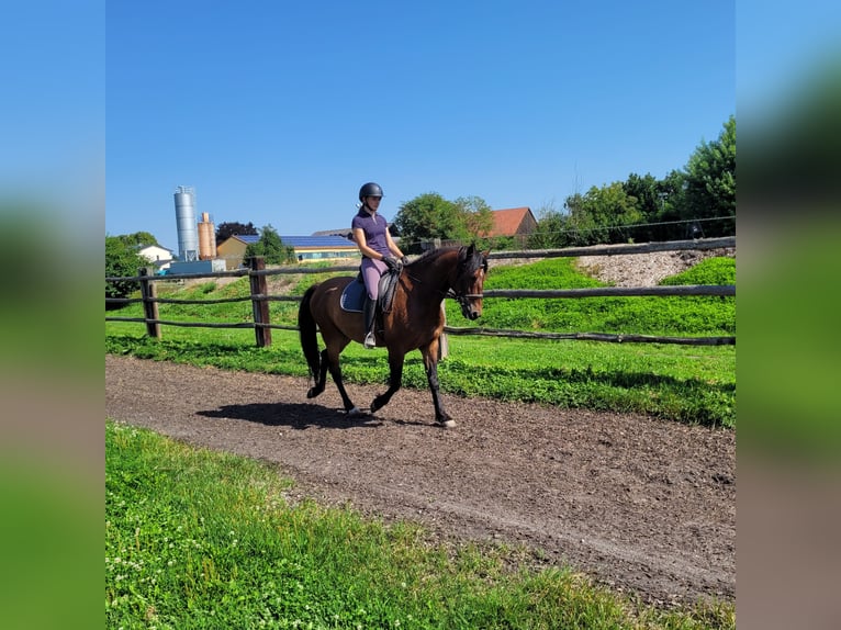 Andalou Croisé Hongre 7 Ans 155 cm Bai in Karlshuld