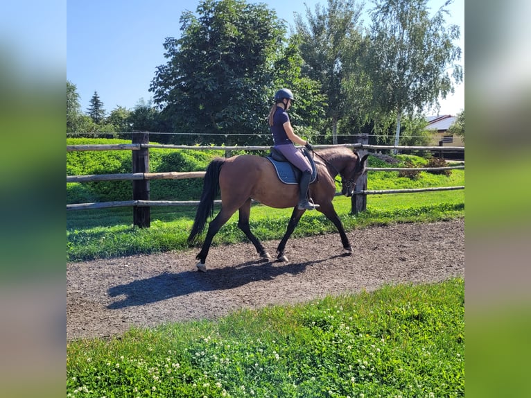 Andalou Croisé Hongre 7 Ans 155 cm Bai in Karlshuld