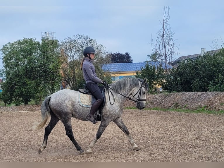 Andalou Croisé Hongre 7 Ans 155 cm Gris moucheté in Karlshuld