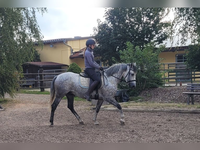 Andalou Croisé Hongre 7 Ans 155 cm Gris moucheté in Karlshuld