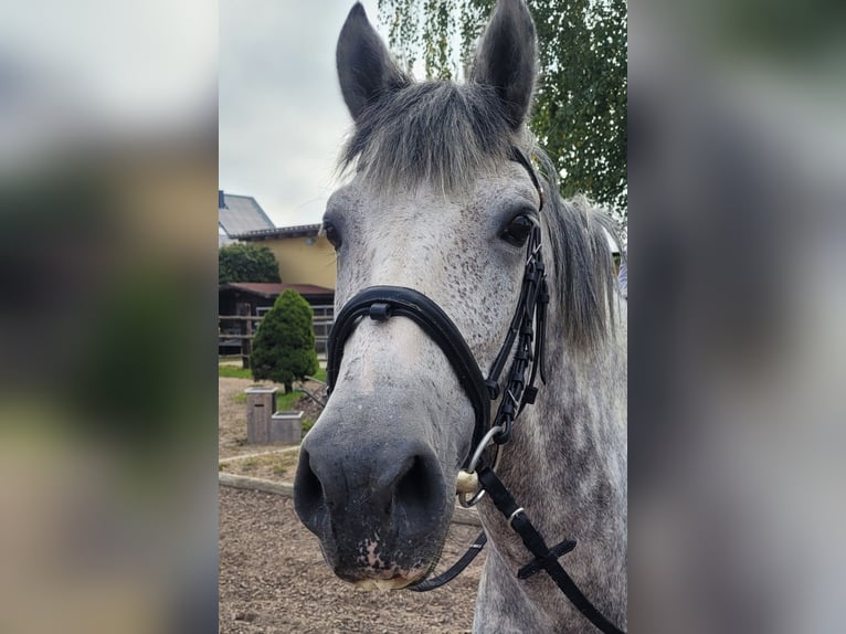 Andalou Croisé Hongre 7 Ans 155 cm Gris moucheté in Karlshuld