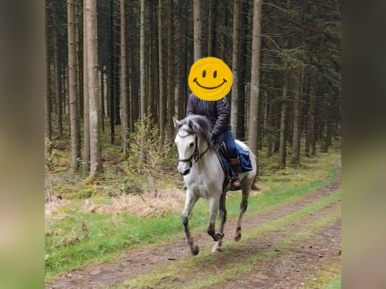 Andalou Croisé Hongre 7 Ans 155 cm Gris pommelé in Bütgenbach