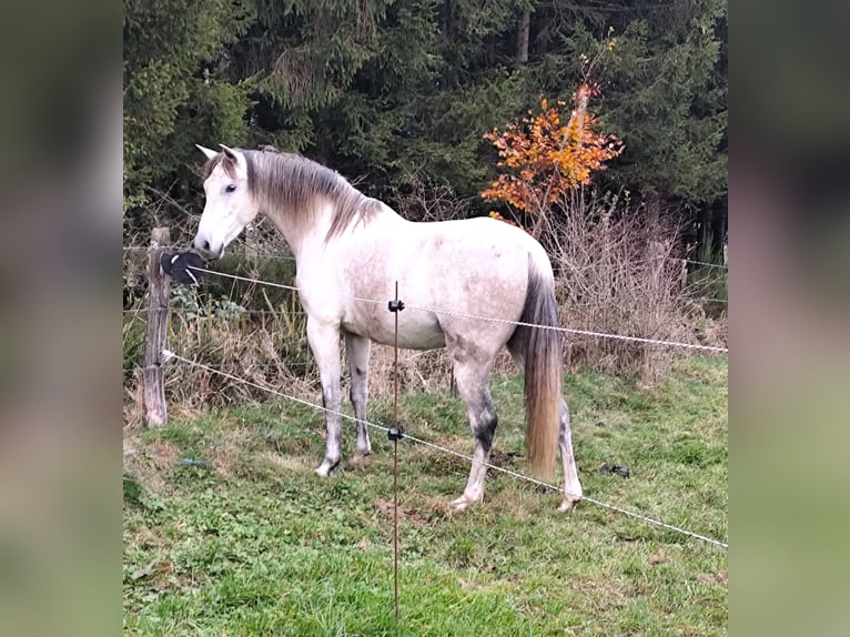 Andalou Croisé Hongre 7 Ans 155 cm Gris pommelé in Bütgenbach