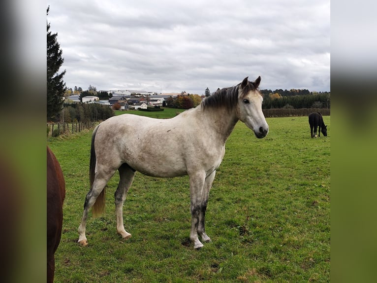 Andalou Croisé Hongre 7 Ans 155 cm Gris pommelé in Bütgenbach