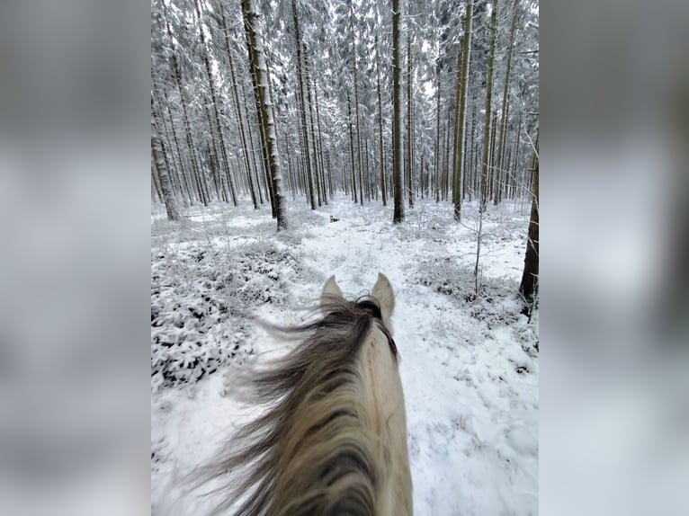 Andalou Croisé Hongre 7 Ans 155 cm Gris pommelé in Bütgenbach