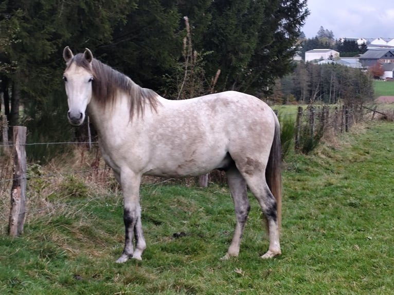 Andalou Croisé Hongre 7 Ans 155 cm Gris pommelé in Bütgenbach