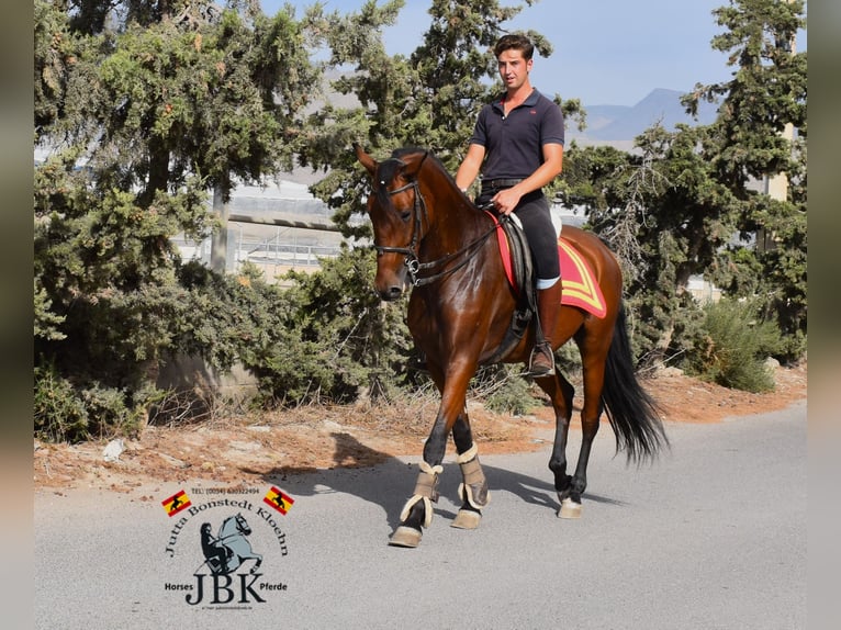 Andalou Hongre 7 Ans 157 cm Bai in Tabernas Almeria