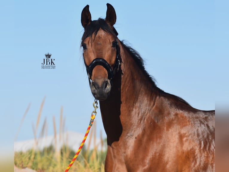 Andalou Hongre 7 Ans 157 cm Bai in Tabernas Almeria