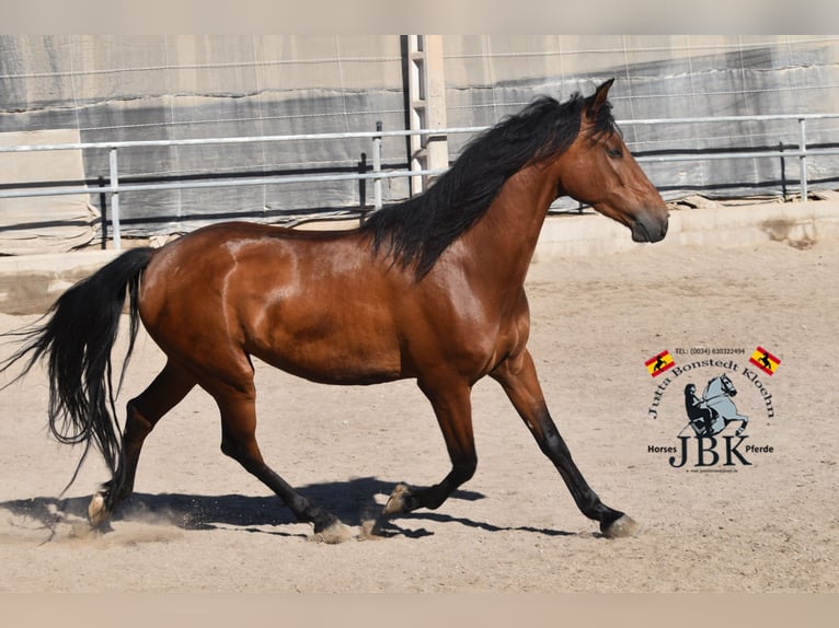 Andalou Hongre 7 Ans 157 cm Bai in Tabernas Almeria