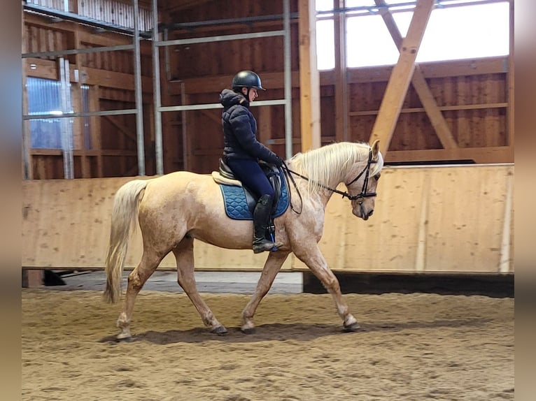 Andalou Croisé Hongre 7 Ans 157 cm Isabelle in Karlshuld