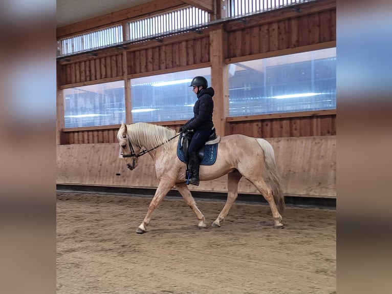 Andalou Croisé Hongre 7 Ans 157 cm Isabelle in Karlshuld
