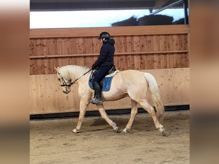 Andalou Croisé Hongre 7 Ans 157 cm Isabelle in Karlshuld