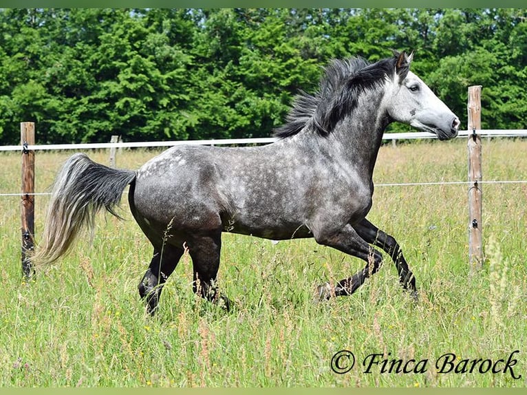 Andalou Hongre 7 Ans 158 cm Gris in Wiebelsheim
