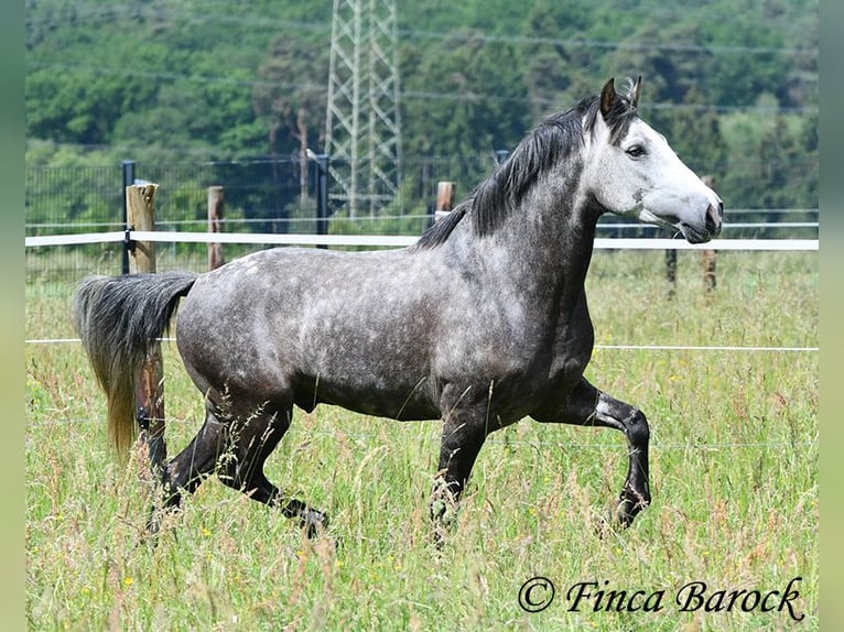 Andalou Hongre 7 Ans 158 cm Gris in Wiebelsheim