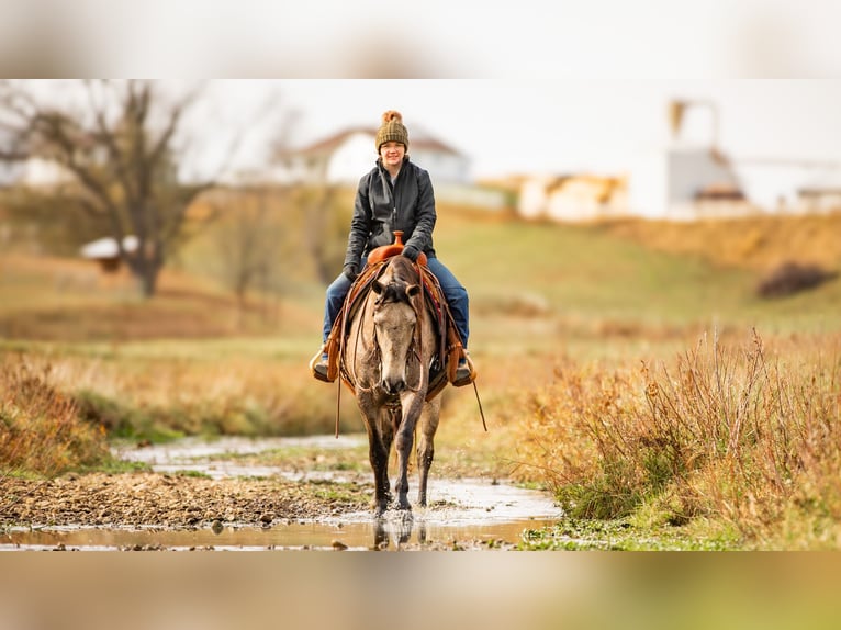 Andalou Croisé Hongre 7 Ans 160 cm Buckskin in Fredericksburg, OH