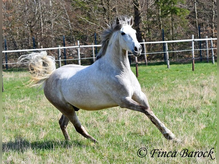 Andalou Hongre 7 Ans 160 cm Gris in Wiebelsheim