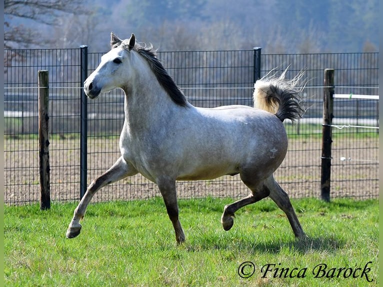 Andalou Hongre 7 Ans 160 cm Gris in Wiebelsheim
