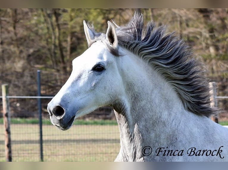 Andalou Hongre 7 Ans 160 cm Gris in Wiebelsheim