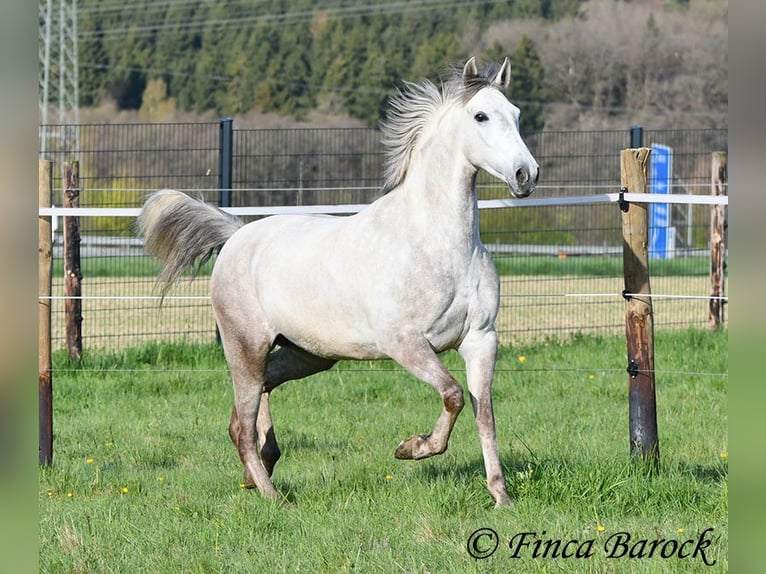 Andalou Hongre 7 Ans 160 cm Gris in Wiebelsheim