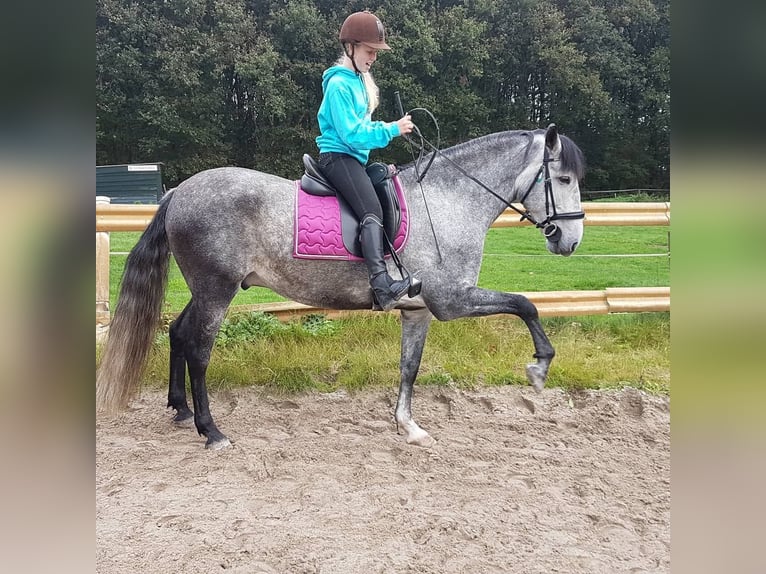 Andalou Hongre 7 Ans 160 cm Gris pommelé in Hamburg