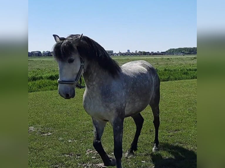 Andalou Hongre 7 Ans 160 cm Gris pommelé in Hamburg