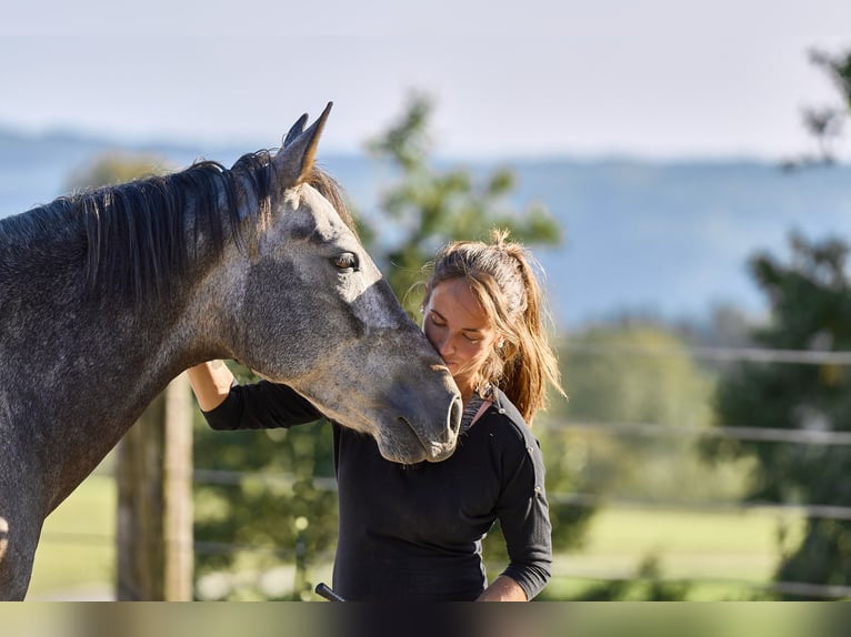 Andalou Croisé Hongre 7 Ans 160 cm Gris pommelé in Ottensheim