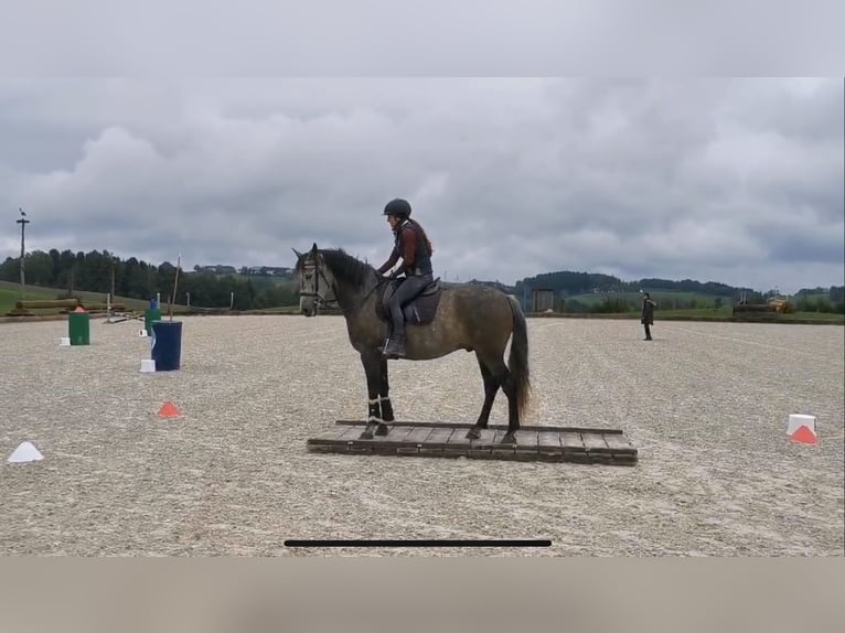 Andalou Croisé Hongre 7 Ans 160 cm Gris pommelé in Ottensheim