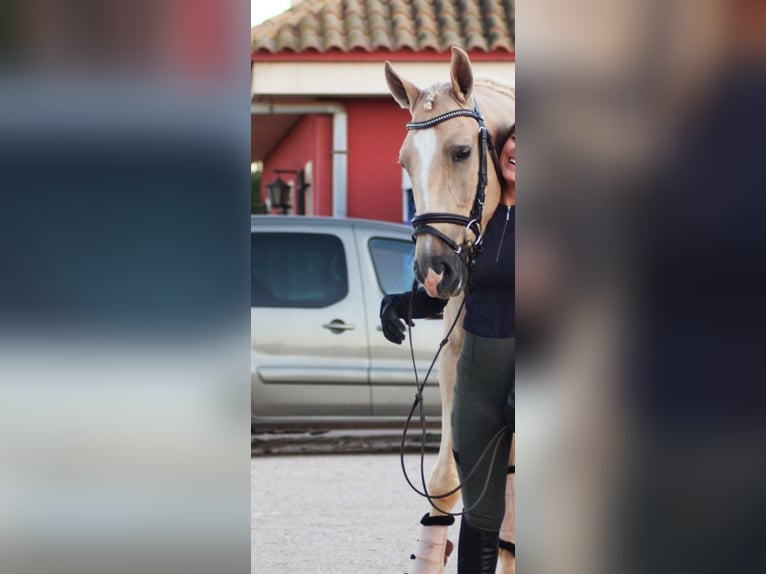 Andalou Hongre 7 Ans 160 cm Palomino in HolzmindenHolzminden