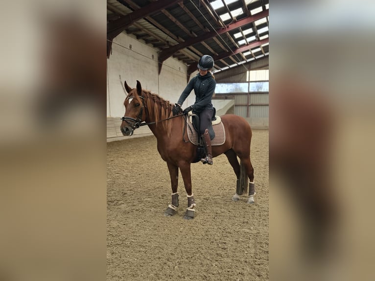 Andalou Croisé Hongre 7 Ans 161 cm Alezan in Matzendorf