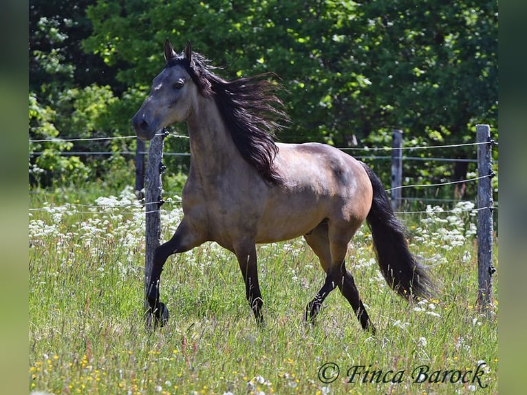 Andalou Hongre 7 Ans 161 cm Buckskin in Wiebelsheim