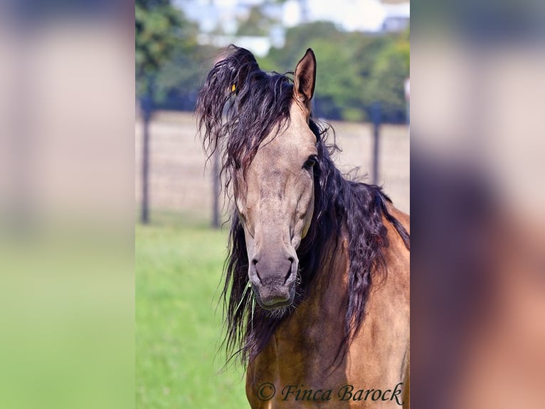 Andalou Hongre 7 Ans 161 cm Buckskin in Wiebelsheim