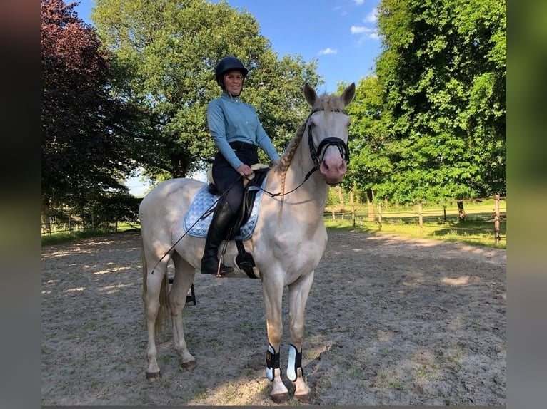 Andalou Hongre 7 Ans 162 cm Perlino in Beilen