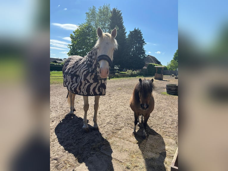 Andalou Hongre 7 Ans 162 cm Perlino in Beilen