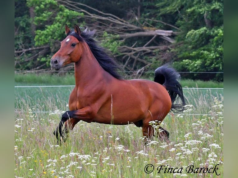 Andalou Hongre 7 Ans 163 cm Bai in Wiebelsheim
