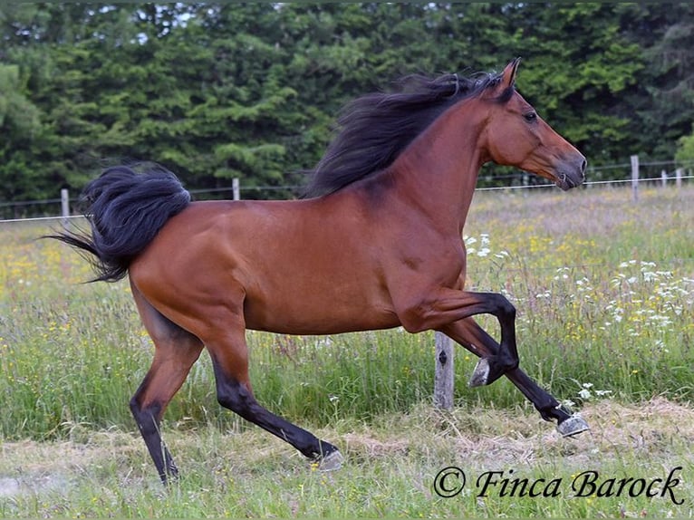 Andalou Hongre 7 Ans 163 cm Bai in Wiebelsheim