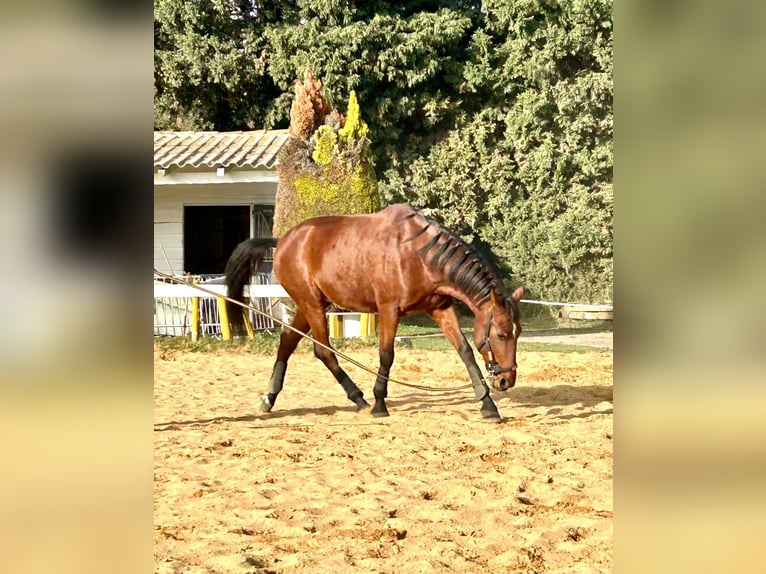 Andalou Hongre 7 Ans 165 cm Bai in BEAUCAIRE