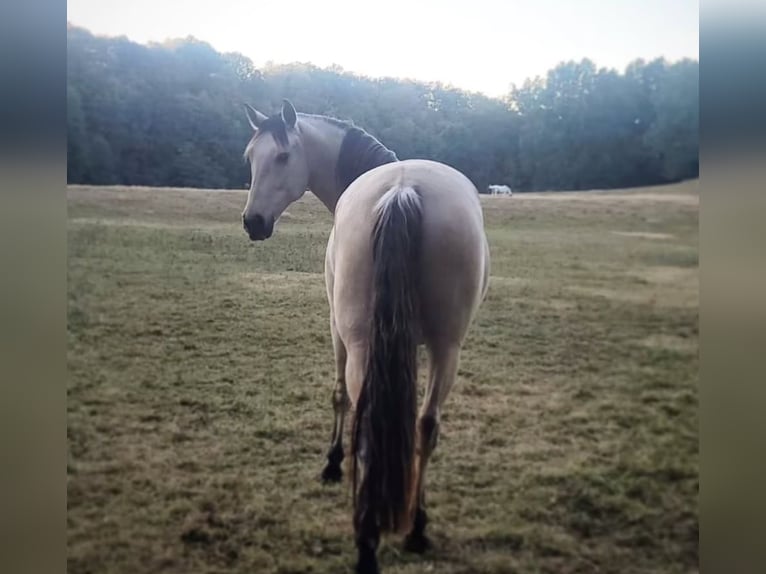 Andalou Hongre 7 Ans 165 cm Buckskin in Bad Homburg vor der Höhe