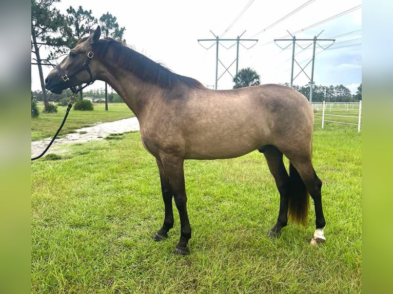 Andalou Hongre 7 Ans 165 cm Buckskin in Christmas FL