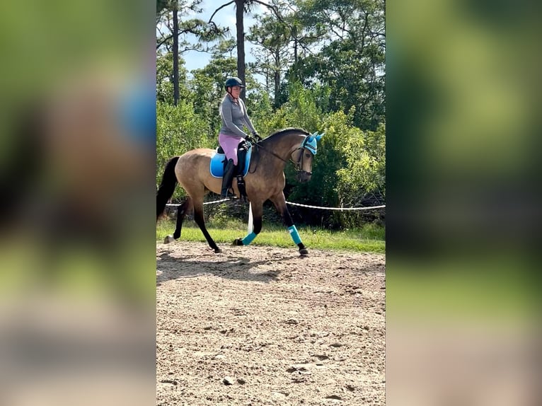 Andalou Hongre 7 Ans 165 cm Buckskin in Christmas FL