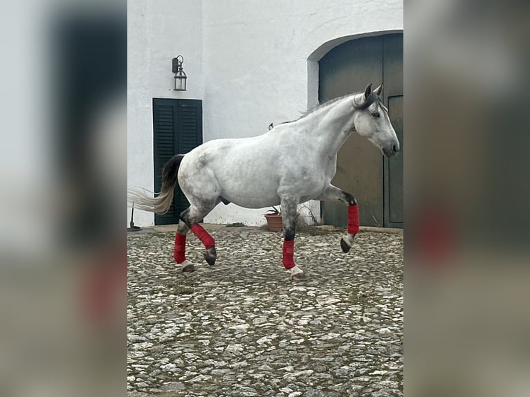 Andalou Hongre 7 Ans 165 cm Gris in Alcántara