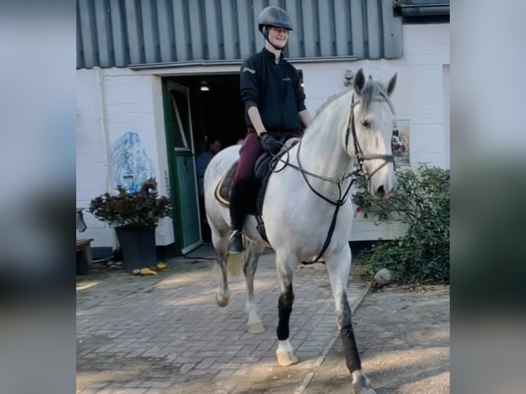 Andalou Hongre 7 Ans 167 cm Gris pommelé in HassendorfSottrum