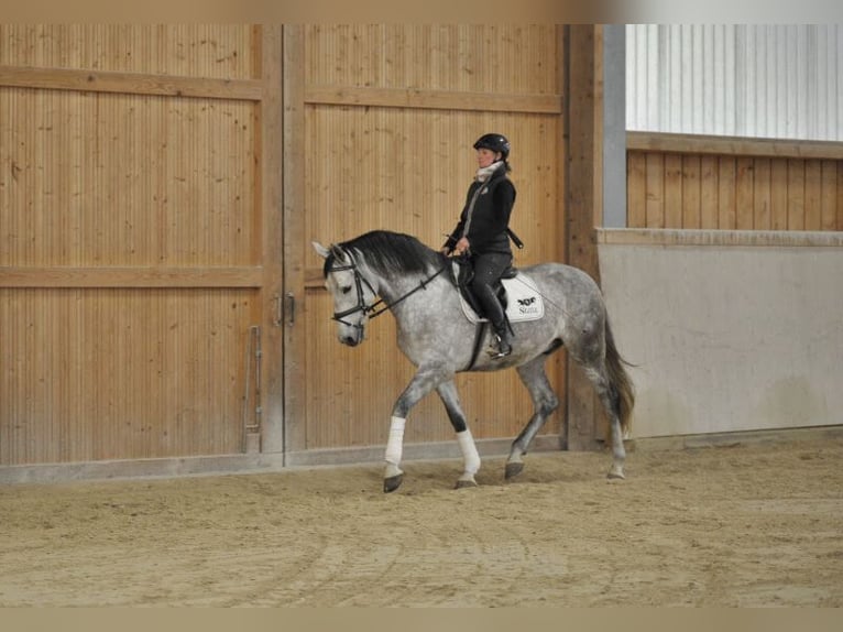 Andalou Hongre 7 Ans 167 cm Gris pommelé in Wellheim