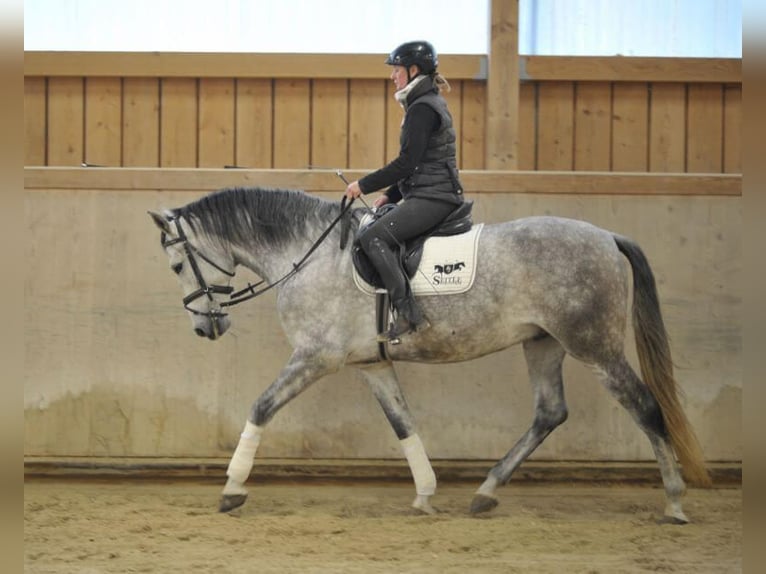 Andalou Hongre 7 Ans 167 cm Gris pommelé in Wellheim