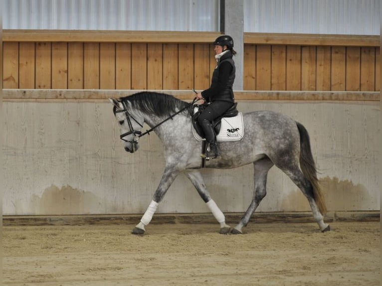 Andalou Hongre 7 Ans 167 cm Gris pommelé in Wellheim